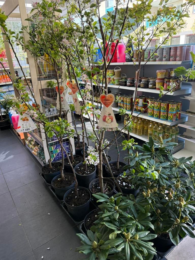 Fruit bomen fruitbomen appelboom perenboom, Ophalen, Lente, Volle zon, Overige soorten