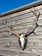 Hertengewei Edelhert gewei schedel jachttrofee, Verzamelen, Ophalen, Gebruikt, Hert, Schedel