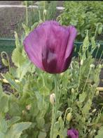 Papaver somniferum Coralla V. Major zaden, Ophalen of Verzenden, Voorjaar, Volle zon, Zaad