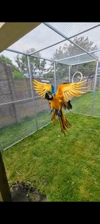 Ara man, Mannelijk, Papegaai, Geringd