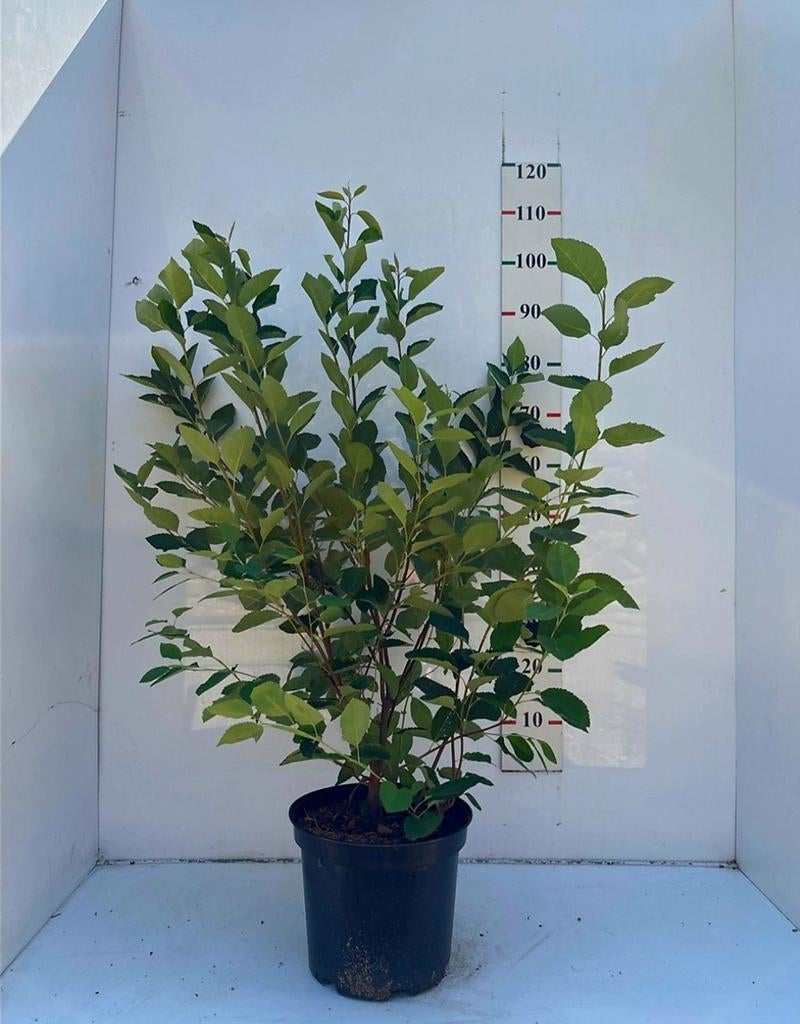Amelanchier Lamarckii 🌿(krentenstruik) ️meerstam️🌳, Tuin en Terras, Ophalen, Overige soorten