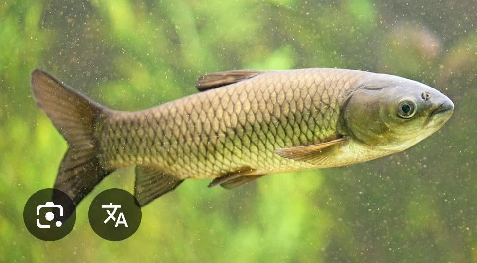 GEZOCHT groot model graskarper, Ophalen of Verzenden