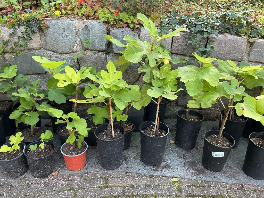 VIJG Brown Turkey. PAUL’S PLANTJES, Tuin en Terras, Ophalen, Minder dan 100 cm, Volle zon, In pot