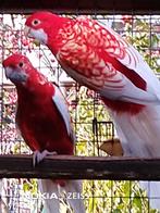 Zoek lutino pennant, Dieren en Toebehoren, Vogels | Parkieten en Papegaaien, Mannelijk, Parkiet