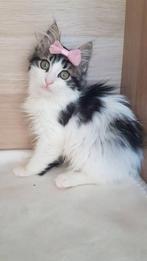 Cat for adoption: Duchesa, Poes, Langharig, 0 tot 2 jaar