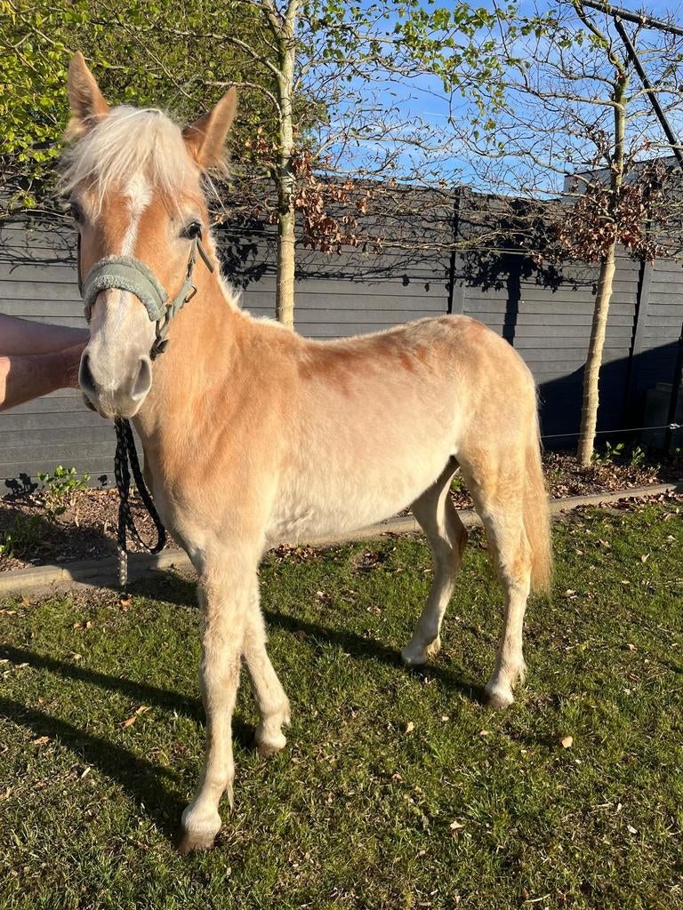 Te koop: jaarling Haflinger merrie “Roos”, Merrie, Minder dan 160 cm, Met stamboom, 0 tot 2 jaar