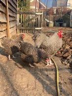 Broedeieren van de zeldzame Ysegemse Koekoek, Geslacht onbekend, Kip