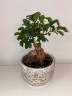Bonsai plant., Ophalen, Overige typen