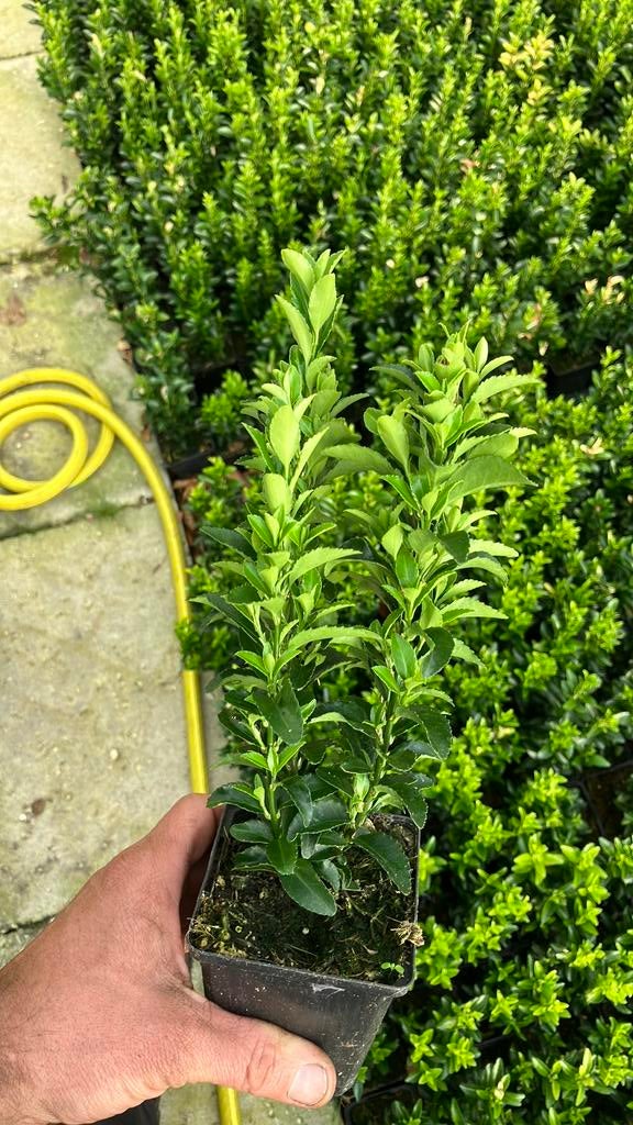 Buxus vervanger. Euonymus Green Spire 15/20cm, Ophalen of Verzenden, Buxus, Minder dan 100 cm