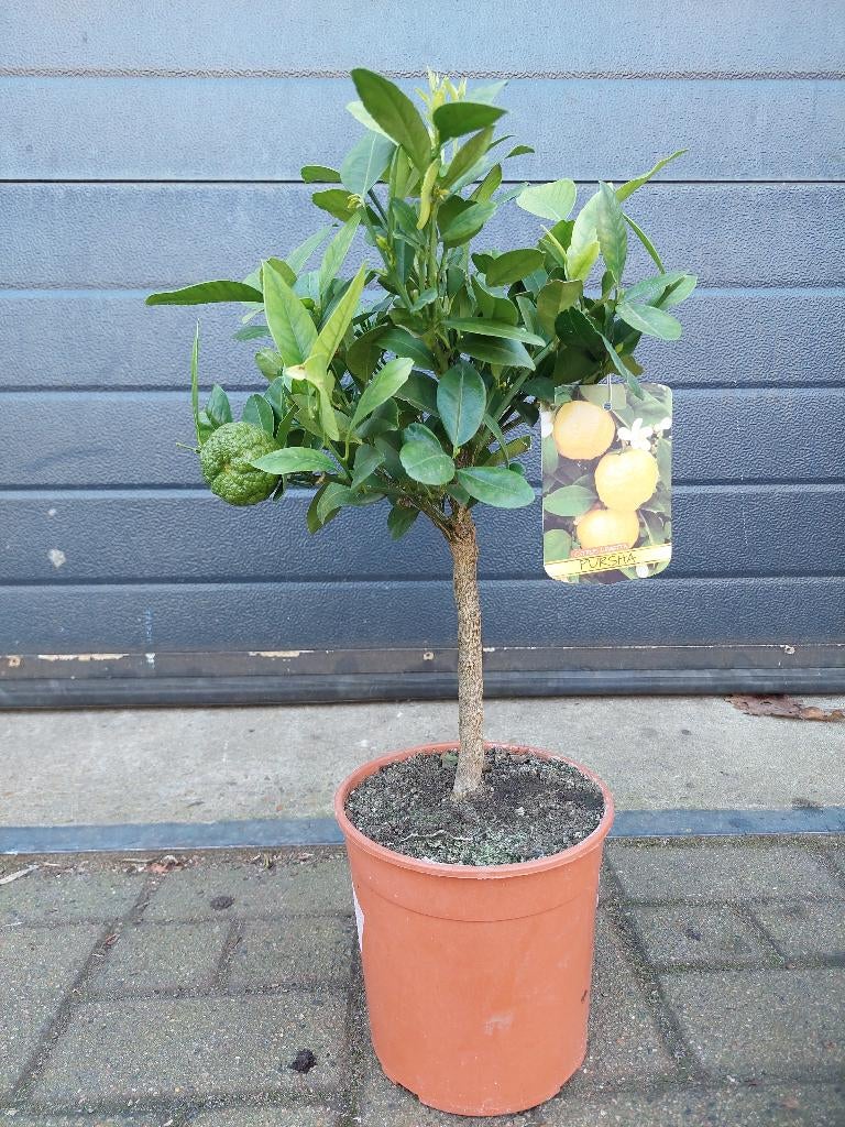 Citrus Limetta Pursha - Zoete Limoen / Gele Limoen H: 60 cm., Ophalen, Minder dan 100 cm, Volle zon, Citroenboom