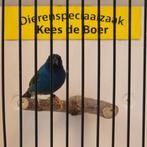 Forbes papegaaiamadine man, Dieren en Toebehoren, Mannelijk, Geringd