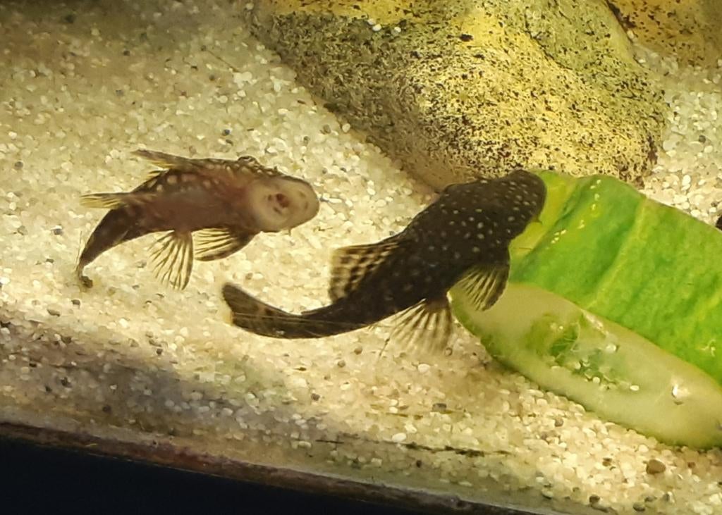 Ancitrus/algeneter, Dieren en Toebehoren, Vissen | Aquariumvissen, Vis, Zoetwatervis