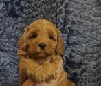 te koop Australië minie labradoodle, Dieren en Toebehoren, HCC (leverziekte), Overige rassen, 8 tot 15 weken, Meerdere