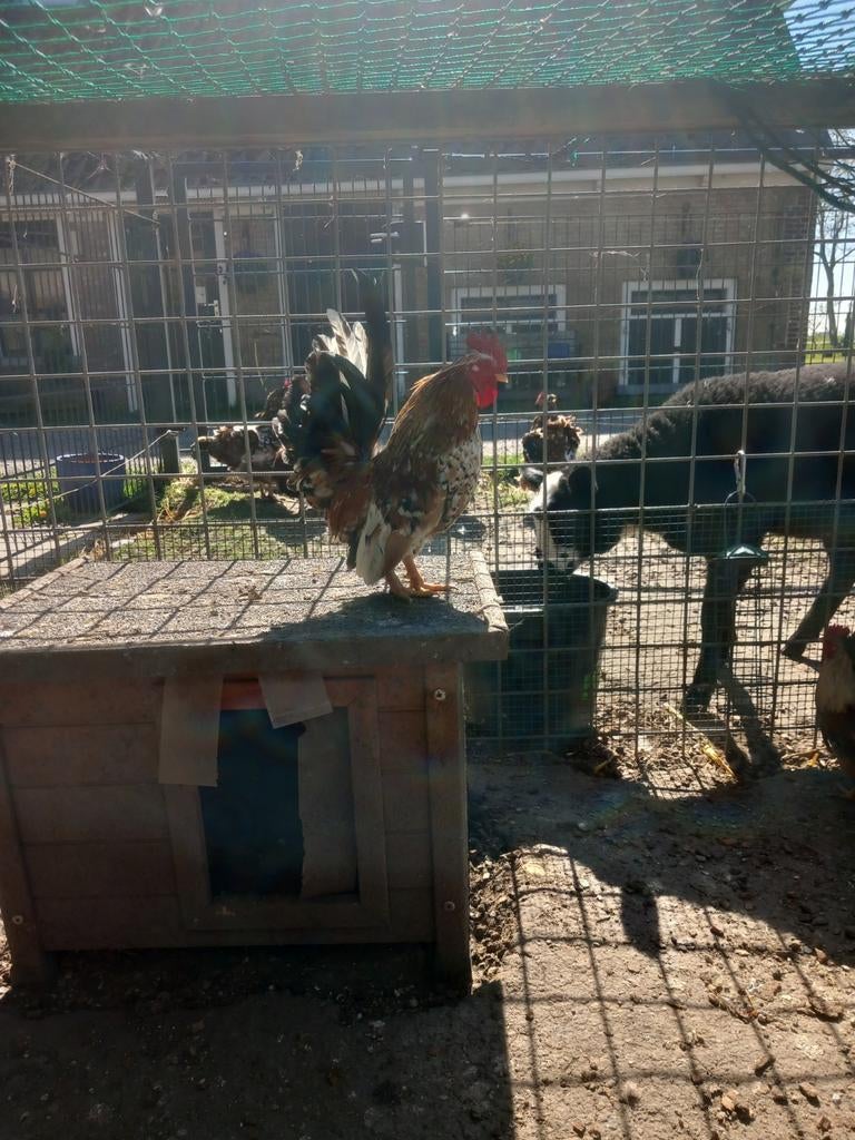 Krielhaantjes/Serama's, Dieren en Toebehoren, Meerdere dieren, Kip