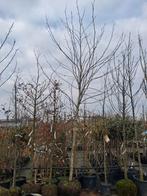 Platanus hispanica - plataan, Bloeit niet, Ophalen of Verzenden, 400 cm of meer, Volle zon