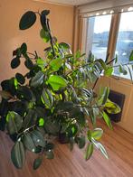 Ficus Elastica 'Robusta' 20 jaar oud, Ophalen, Ficus, Halfschaduw, In pot