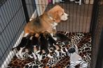 Prachtige beagle pups geboren, Dieren en Toebehoren, Honden | Beagles, Bassets en Lopende honden, Beagle, CDV (hondenziekte), 8 tot 15 weken