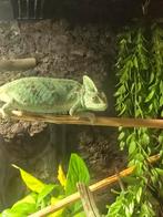 Kameleon, Dieren en Toebehoren, Reptielen en Amfibieën, 0 tot 2 jaar