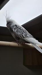 Valkparkiet man, Mannelijk, Parkiet