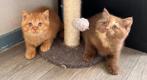 Britse korthaar kittens, Meerdere dieren, Gechipt, 0 tot 2 jaar