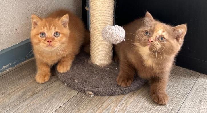Britse korthaar kittens, Dieren en Toebehoren, Katten en Kittens | Raskatten | Korthaar, Meerdere dieren, 0 tot 2 jaar, Gechipt