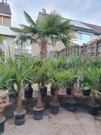 palmbomen trachycarpus fortunei winterhard, Tuin en Terras, Planten | Bomen, In pot, Zomer, Volle zon, Ophalen