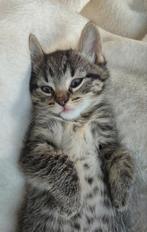 Lieve Bengaalse Kittens, Dieren en Toebehoren, Poes, Ontwormd, 0 tot 2 jaar