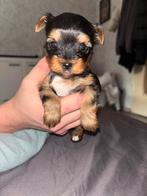 Schattige Yorkshire Terriër pups, 3 reutjes & 4 teefjes, Dieren en Toebehoren, Yorkshire Terriër, 8 tot 15 weken, Meerdere, Meerdere dieren