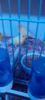 Te koop gele kanaries, Meerdere dieren, Kleurkanarie