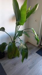 Strelitzia, zonder de blauwe pot, Ophalen, Overige soorten