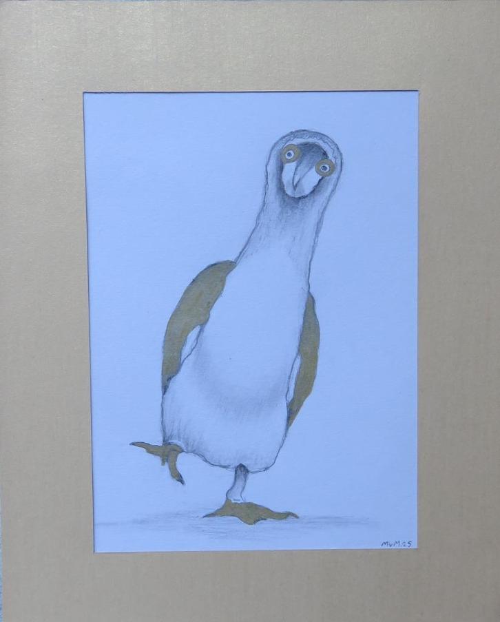 tekening Blauwvoetgent 2 21x26cm, Huis en Inrichting, Woonaccessoires | Schilderijen, Tekeningen en Foto's, Nieuw, Tekening, Minder dan 50 cm