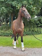 TE KOOP DRESSUURMERRIE, Dieren en Toebehoren, Paarden, Merrie, B, Gechipt, Dressuurpaard