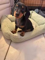 Dwerg tekkel, Reu, 8 tot 15 weken, Korthaar, Dwerg