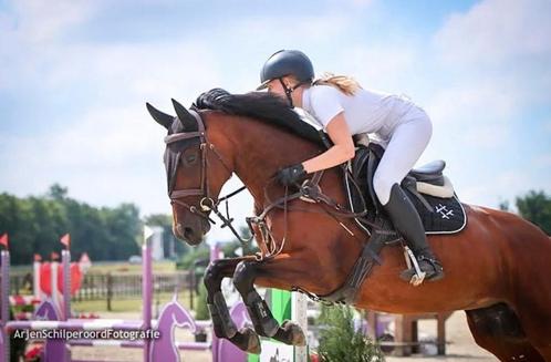 9 jarige KWPN merrie van Triomphe de Muze x Odermus R, Dieren en Toebehoren, Paarden, Merrie, B, 160 tot 165 cm, 7 tot 10 jaar