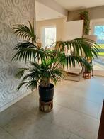 Kentia palm, incl pot, Huis en Inrichting, Kamerplanten, Ophalen, 100 tot 150 cm, Palm, Halfschaduw