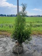 Thuja occidentalis 'King of Brabant' - Smalle hagen, Bloeit niet, Minder dan 100 cm, Zuilboom, Ophalen