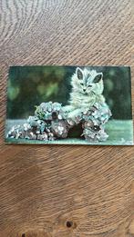 Poes in hortensia schoen. Cinderella’s slipper., Ophalen of Verzenden, Voor 1920, Ongelopen, Overige thema's