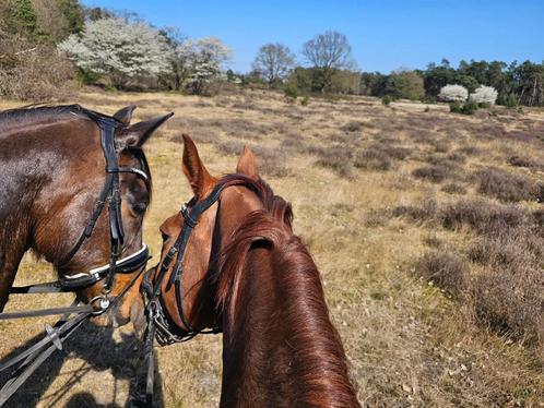 Prive buitenritten, Dieren en Toebehoren, Paarden en Pony's | Overige Paardenspullen, Ophalen