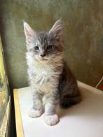 Prachtige Maine Coon kitten poes!, Poes, Gechipt, 0 tot 2 jaar
