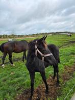Lief aanhankelijk merrie veulen, Merrie, Minder dan 160 cm, 0 tot 2 jaar