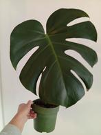 Monstera, Huis en Inrichting, Kamerplanten, Groene kamerplant, Ophalen, Overige soorten, Minder dan 100 cm