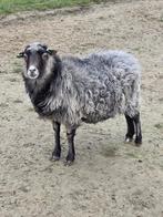 Leuke.schapen te koop, Dieren en Toebehoren, Schapen, Geiten en Varkens, Vrouwelijk, Schaap