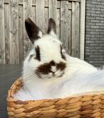 Superknap kleurdwerg meisje, Dieren en Toebehoren, Vrouwelijk, Dwerg