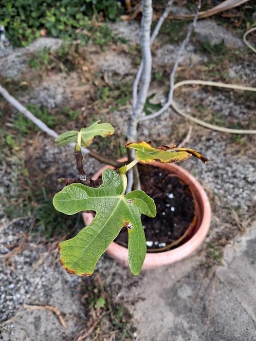 Jonge Vijgenboom in Pot, Tuin en Terras, Planten | Bomen, Overige soorten, Minder dan 100 cm, Volle zon, Bloeit niet, In pot, Ophalen