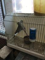 Parkieten, Dieren en Toebehoren, Vogels | Parkieten en Papegaaien, Meerdere dieren, Parkiet