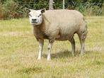Raszuivere Texelaar stamboek ooien, Dieren en Toebehoren, Schapen, Geiten en Varkens, Vrouwelijk, Schaap