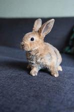 Drie schattige rex konijnen van 10 weken oud, Dieren en Toebehoren, Konijnen, Meerdere dieren, Dwerg, 0 tot 2 jaar