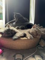 Adorable Purebred British Shorthair Kittens, Dieren en Toebehoren, Katten en Kittens | Raskatten | Korthaar, Kater, Met stamboom