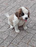 Te koop ras zuivere sint bernard pups, Dieren en Toebehoren, Overige rassen, CDV (hondenziekte), 8 tot 15 weken, Meerdere