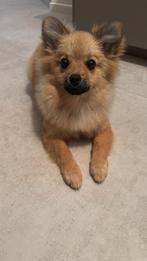 Pomeriaan, Dieren en Toebehoren, Katten en Kittens | Overige Katten, Kater, 0 tot 2 jaar